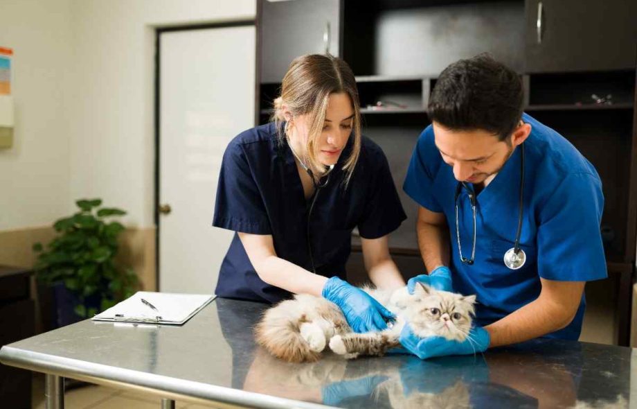 Odoo Veterinary Clinic Management System | Bizople